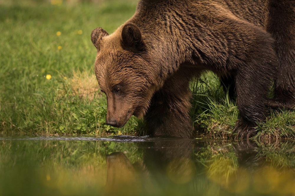 Photograph by Szekely Janos