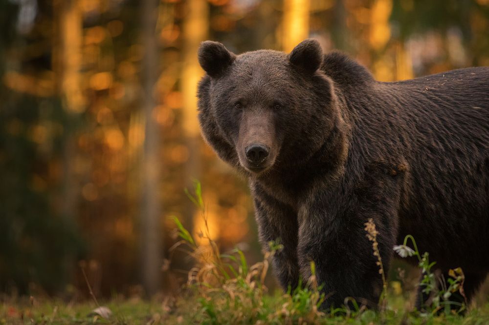 Carpathian Brown Bear.