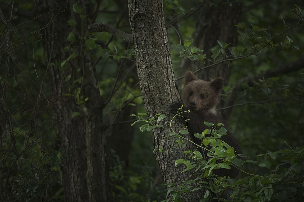 Carpathian Brown Bear cub playing on a tree.