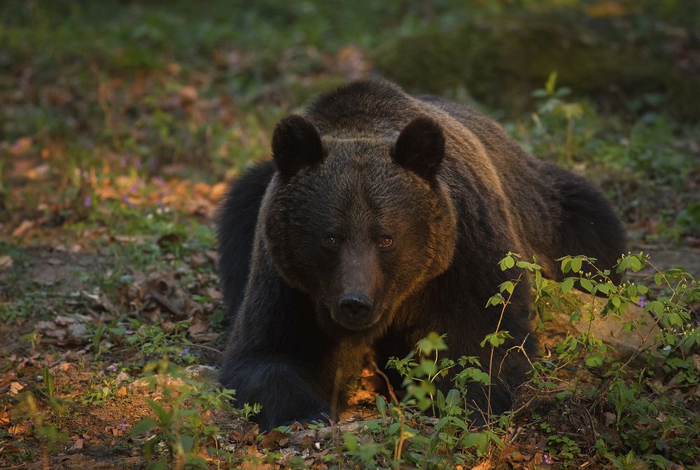 Photograph by Szekely Janos