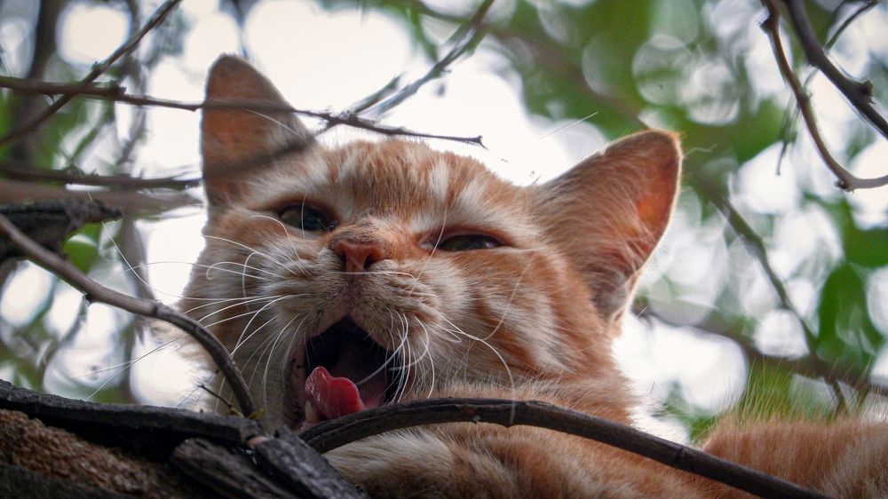 Photograph by Himanshu Sharma