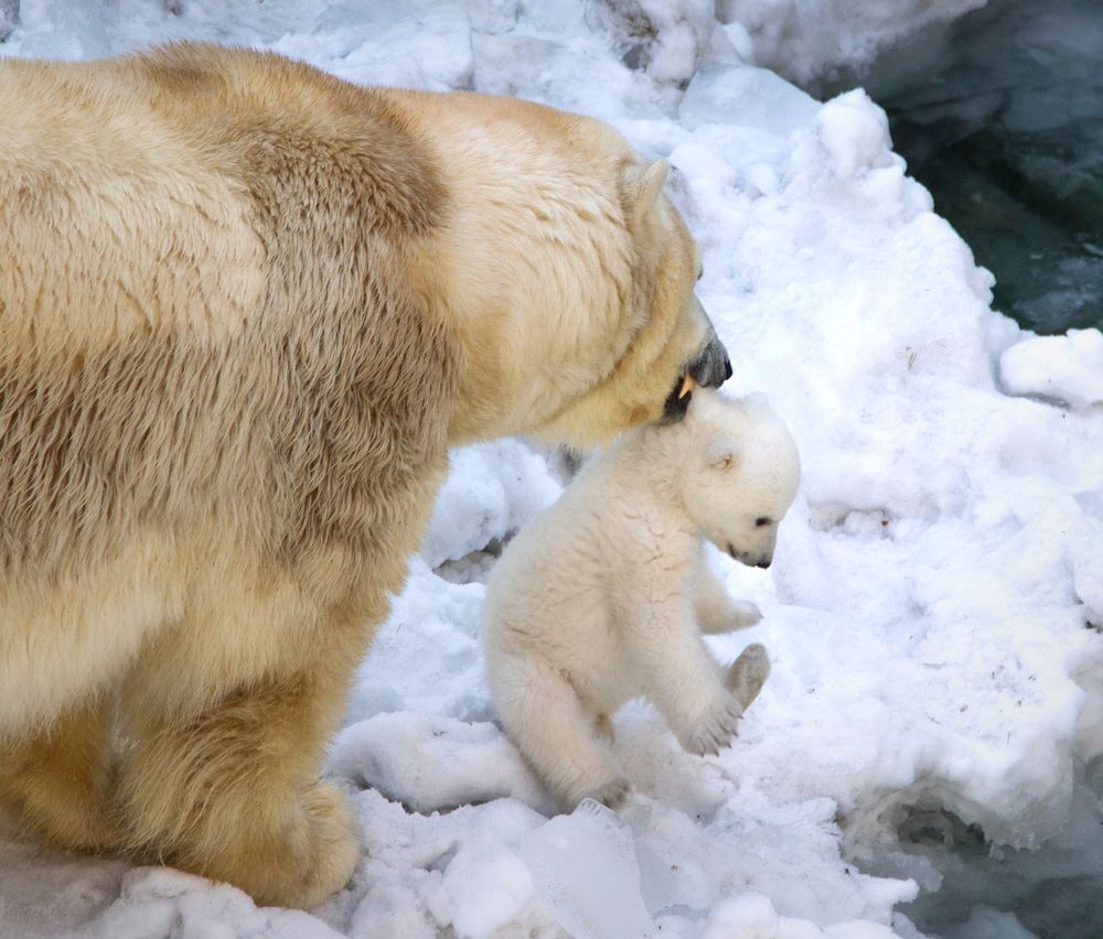 Photograph by Andrey Pristyazhnyuk