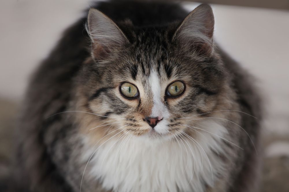 Фотография автора Татьяна Бабкина