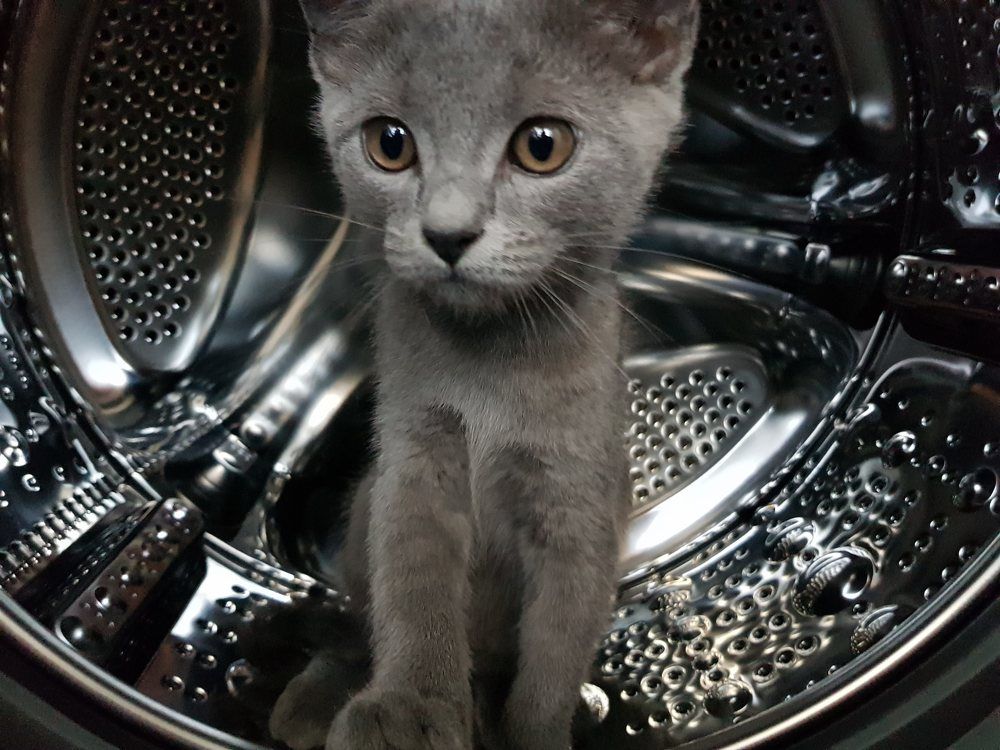 Фотография автора Максим Грибанов