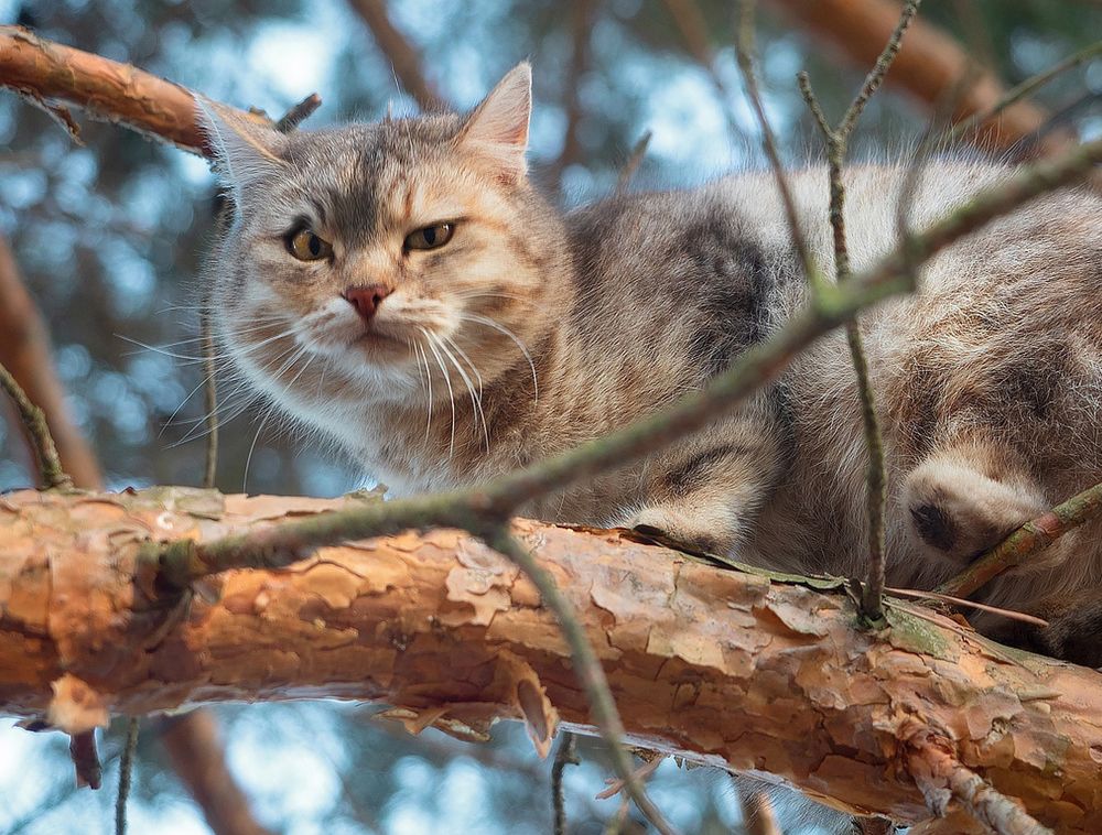 Фотография автора Елена Бурцева