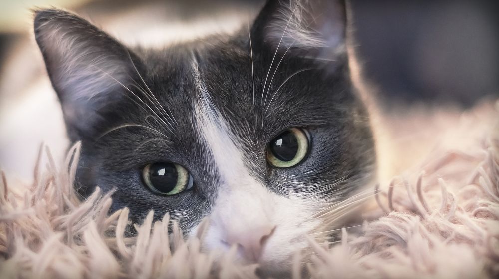 Photograph by Stamen Sotirov