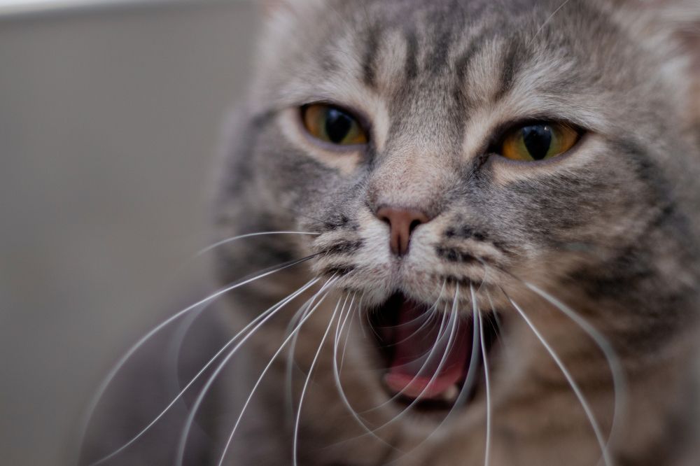 Photograph by Сергей Витвицкий