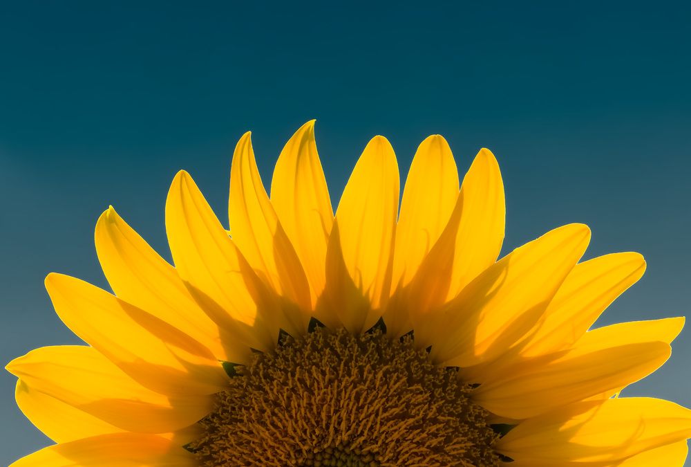 Лепестками к солнцу