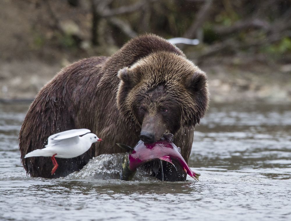 Photograph by Алексей Шаскольский