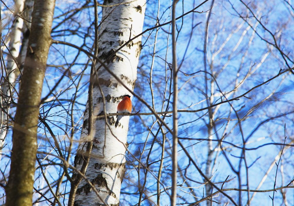 Весна-красавица...!!!