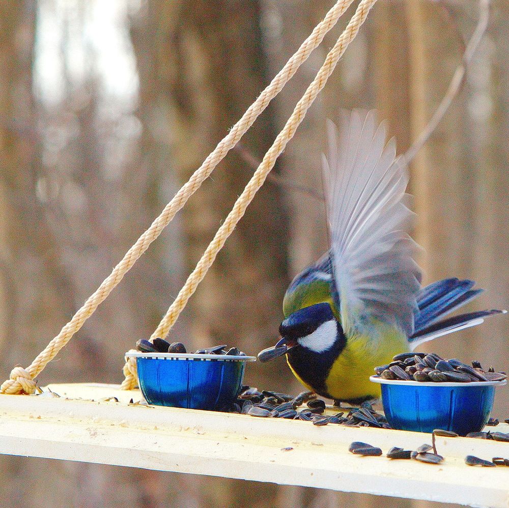 Большая синичка ...!