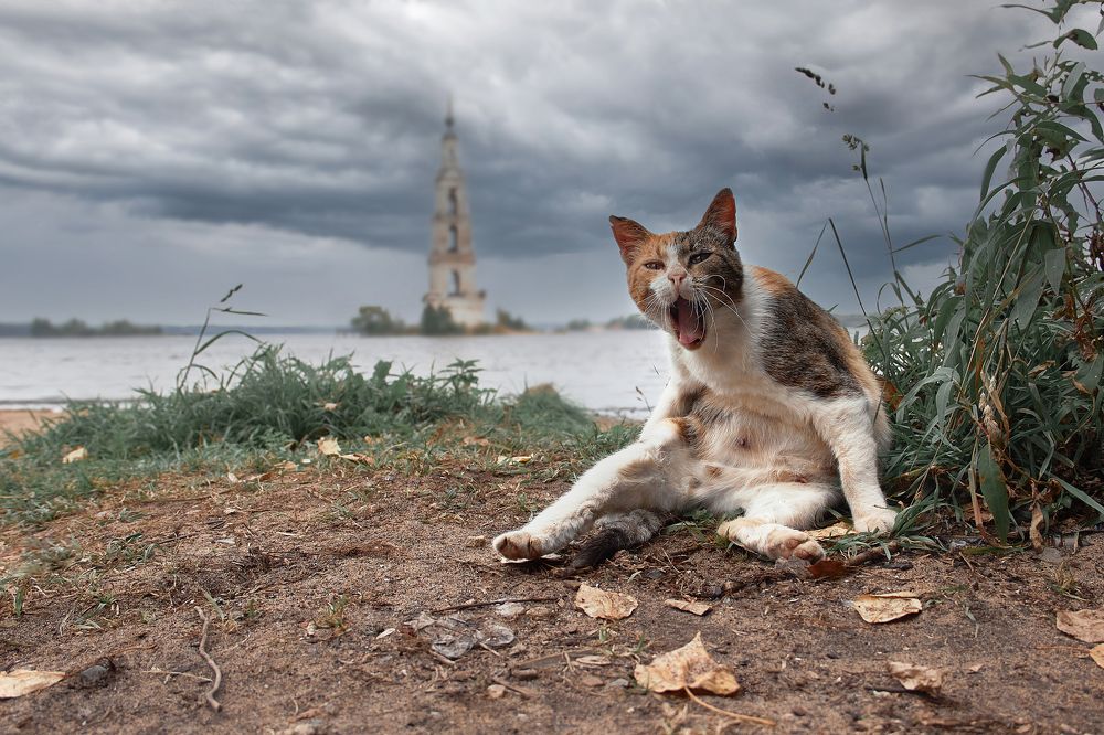 Фотография автора Андрей Алдошин