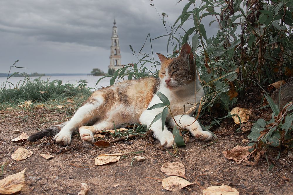 Фотография автора Андрей Алдошин