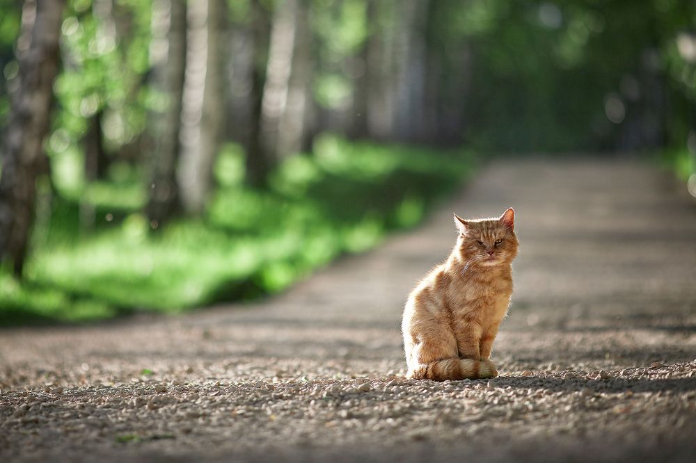 Фотография автора Андрей Алдошин