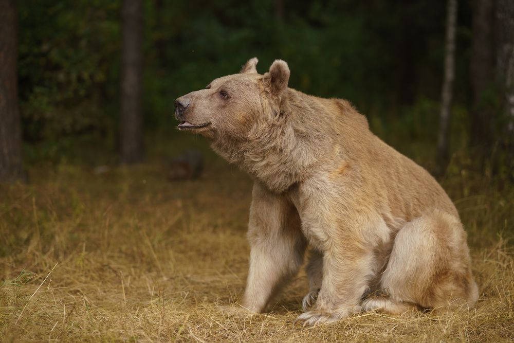 Photograph by Наталья Сидорова
