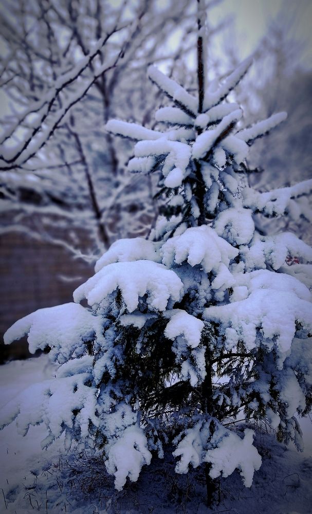 Елочка зимой