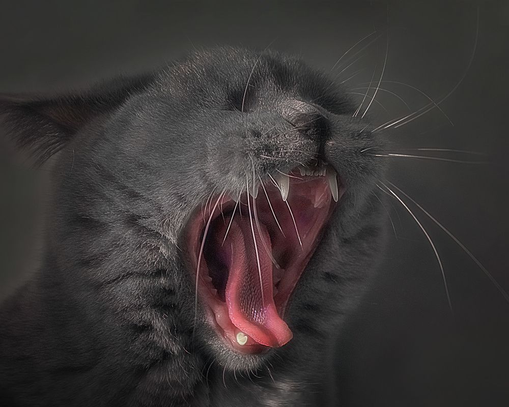 Зевушки-Позёвушки!