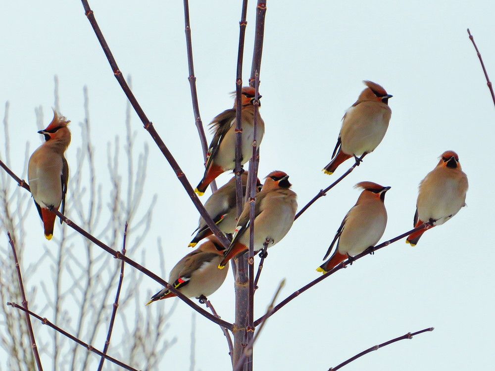 Стая свиристелей
