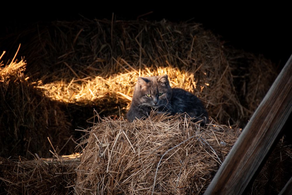 Фотография автора Сергей Рыженко
