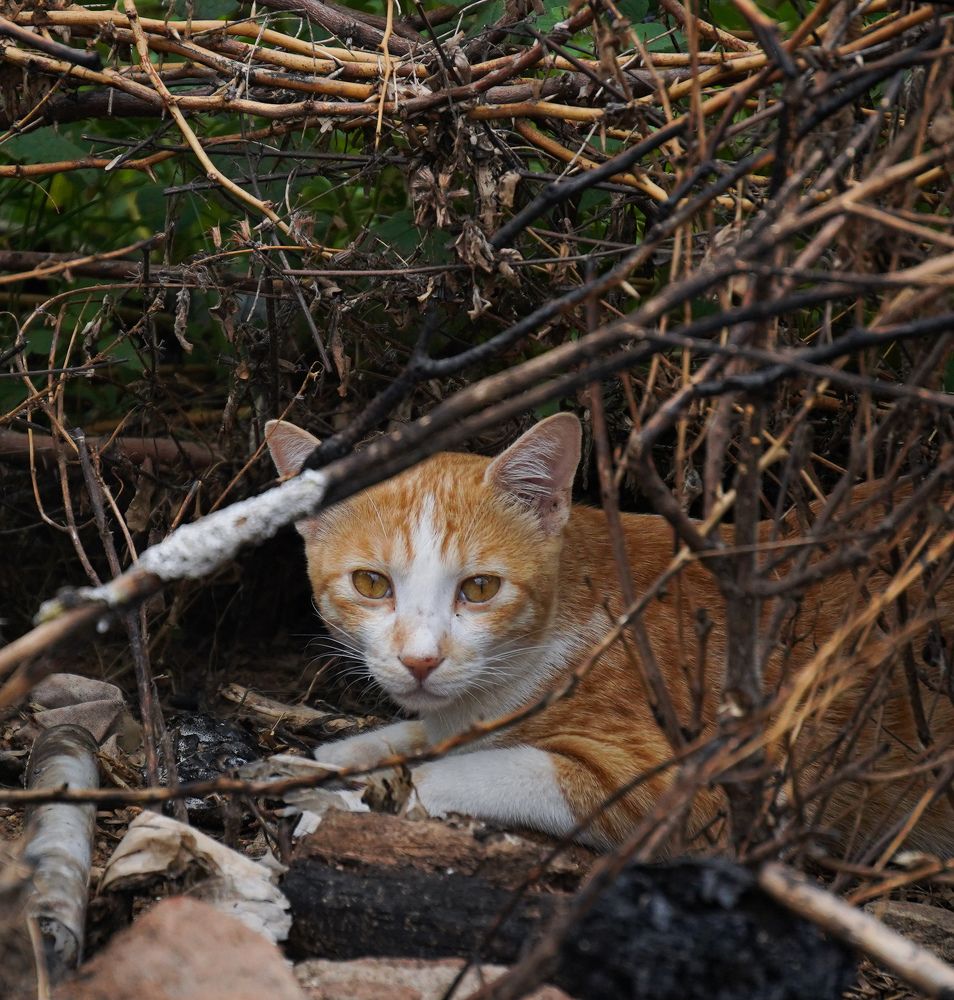 Photograph by Sathyasurya