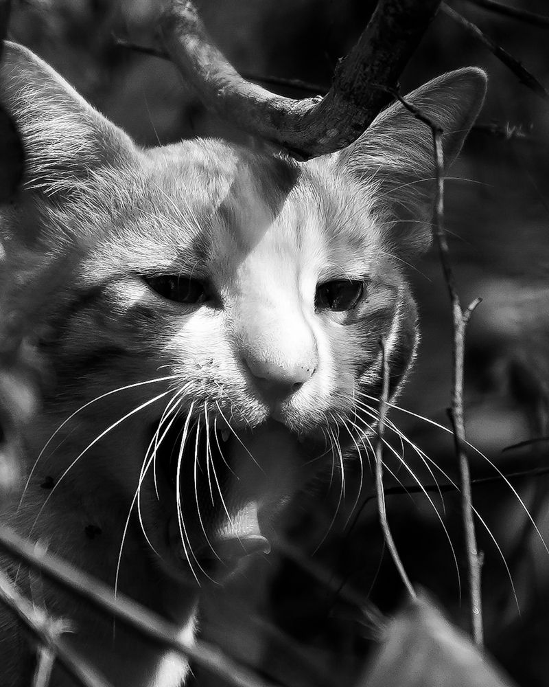 Photograph by Sathyasurya