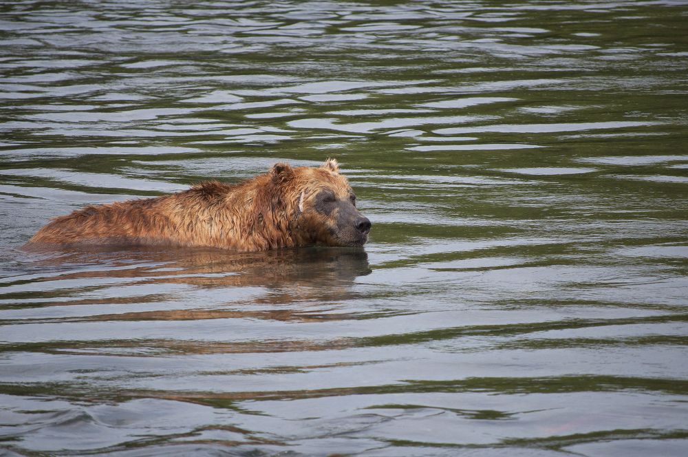 Photograph by Серебренников Михаил