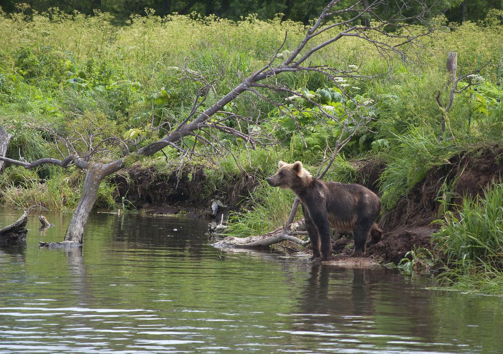 Photograph by Серебренников Михаил