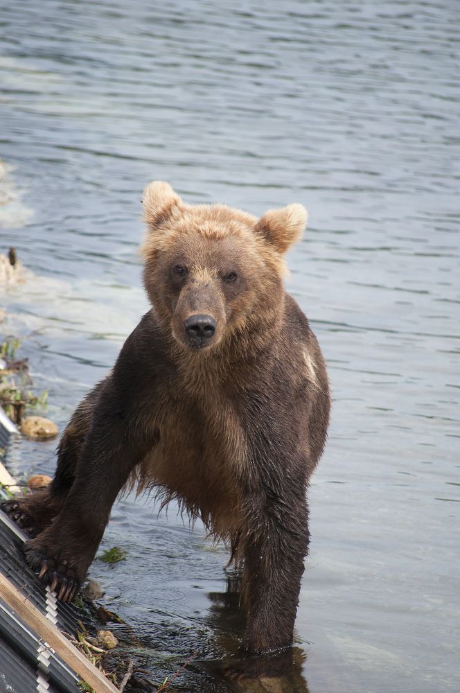 Photograph by Серебренников Михаил