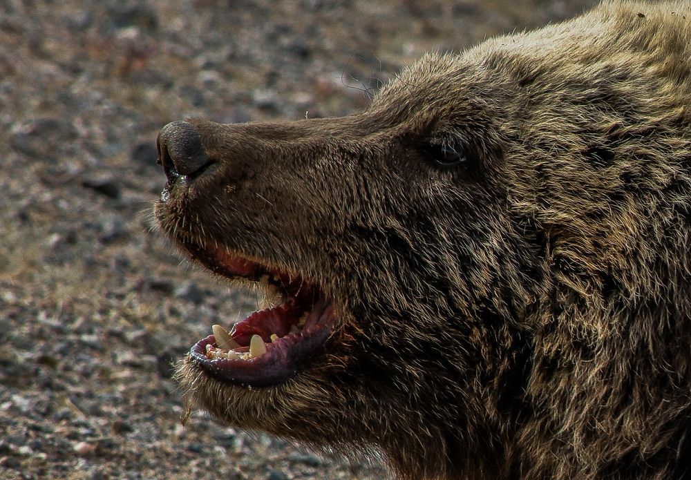 Photograph by Baatarsuren Basan