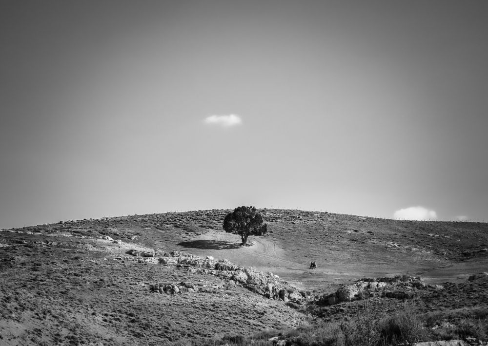 lonely tree