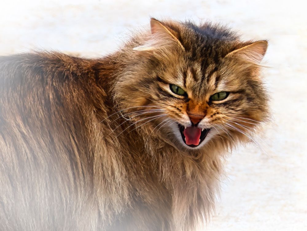 Рыжая бестия