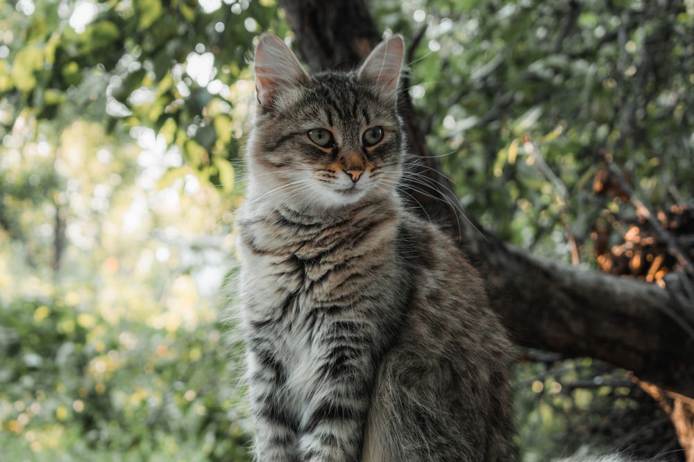 Фотография автора Кирилл Багинский