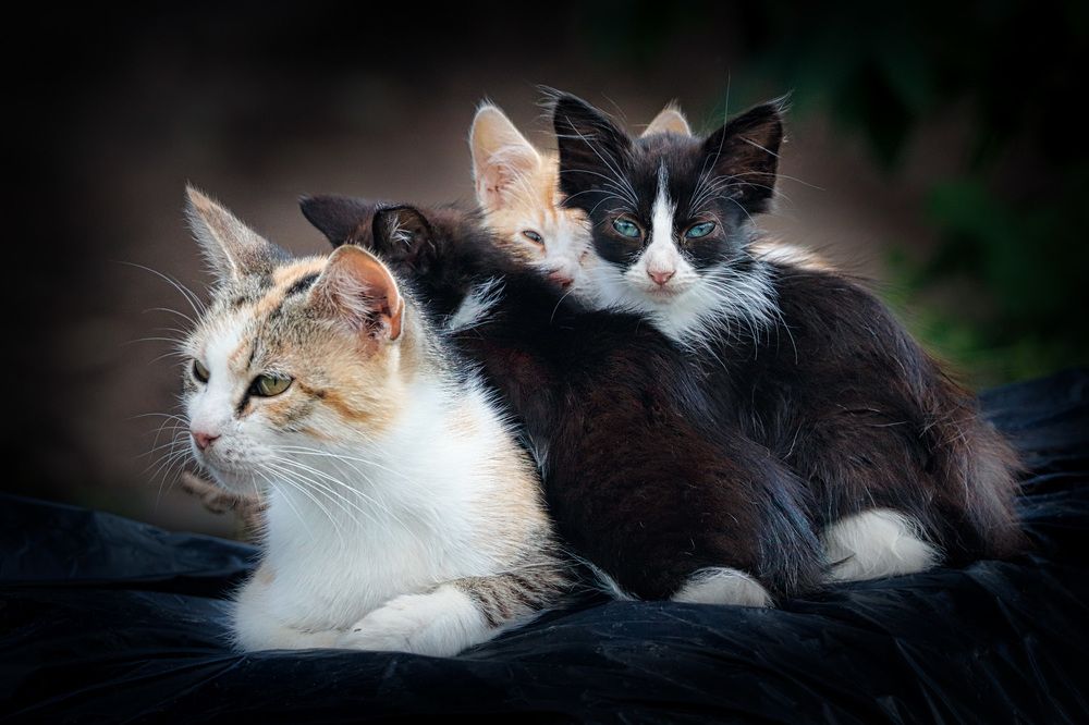 Дружная семейка