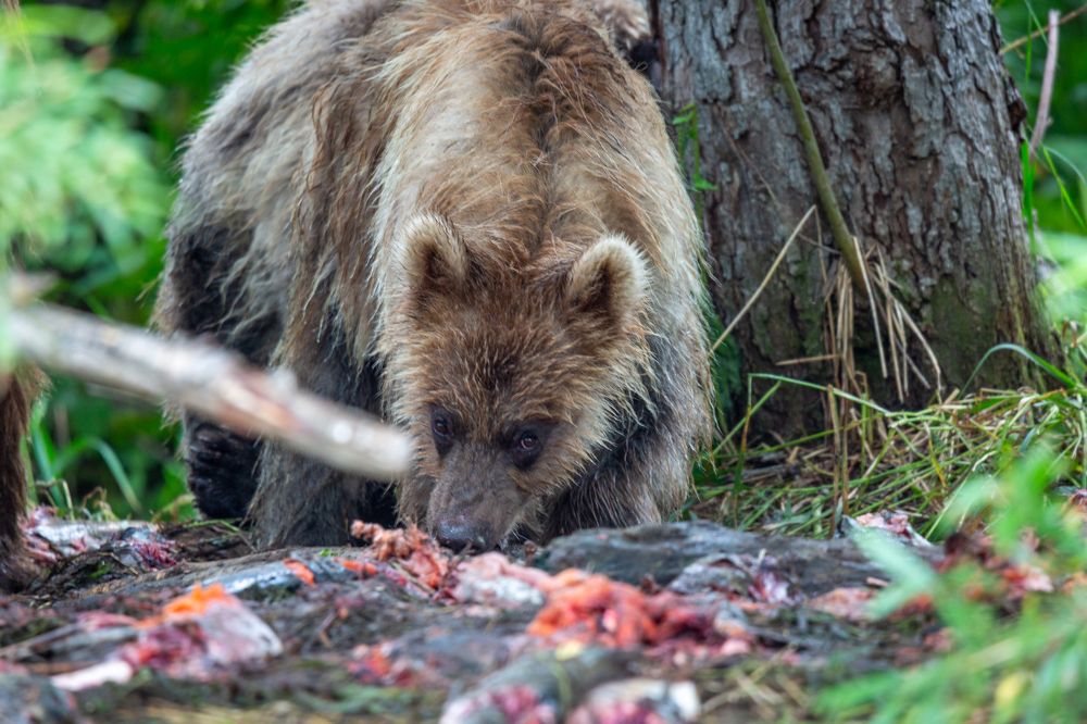 Photograph by Sergey