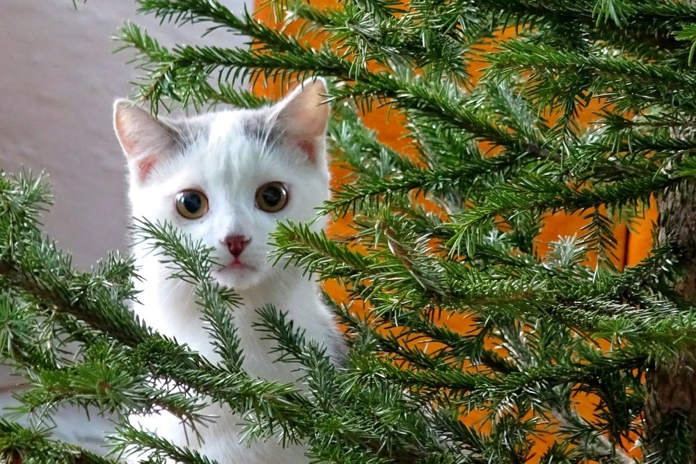 Photograph by Юрий Тимофеев