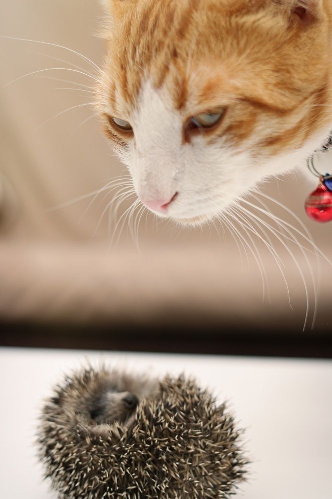 Photograph by Nurlan Tahirli