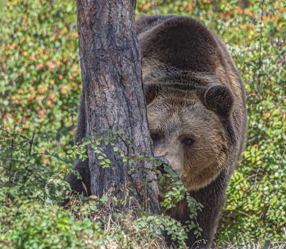 Photograph by Сергей Савчук