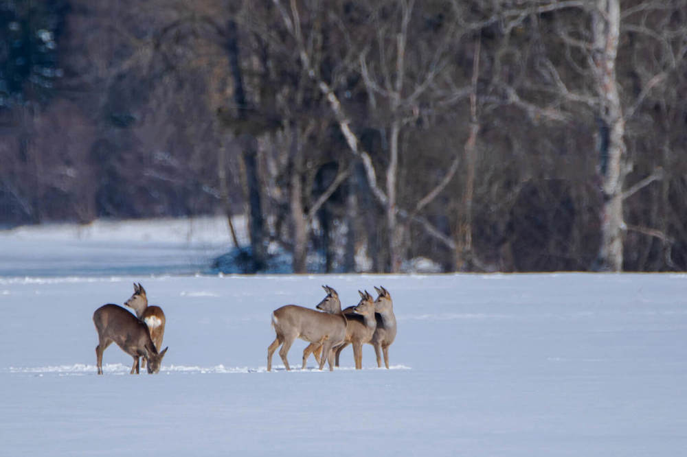 The wild goats watch as their conspecifics arrive