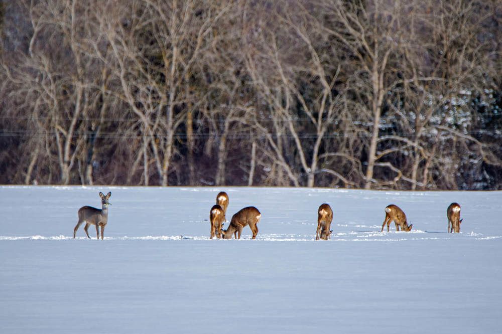 Wild goats are looking for places to rest