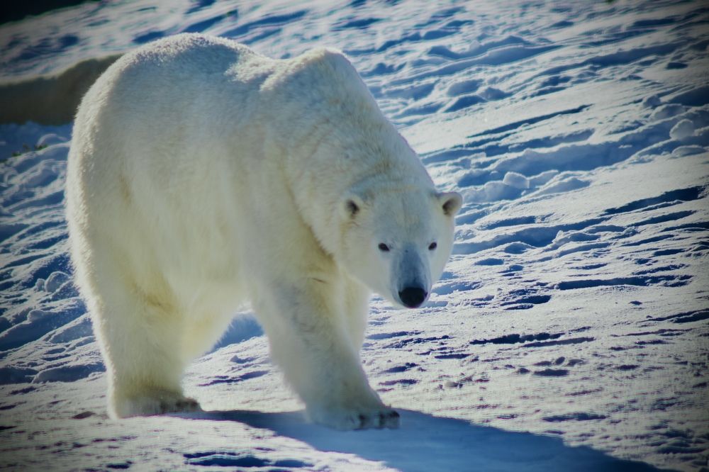 Фотография автора Francisco Ethige Silva