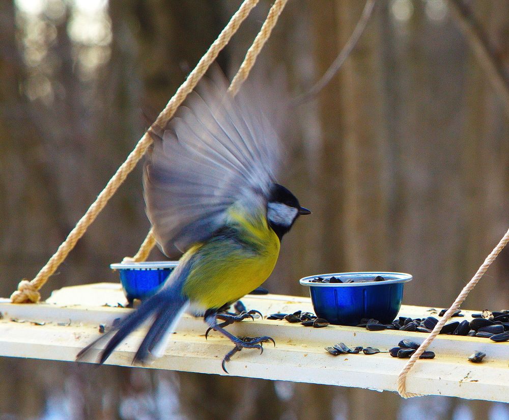 Большая синица на кормушке...!