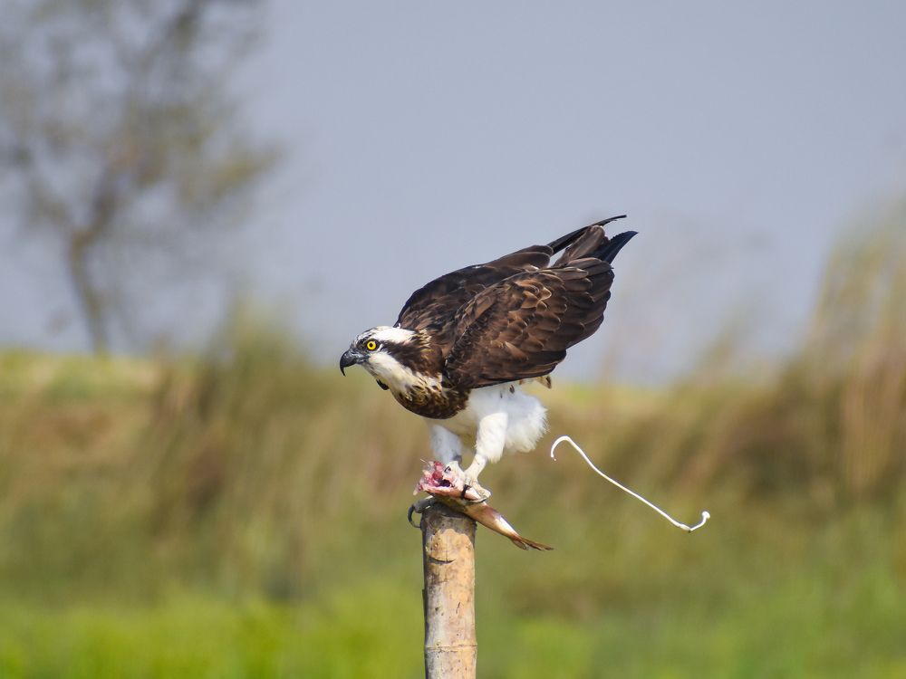 Photograph by Subhadeep Tunga