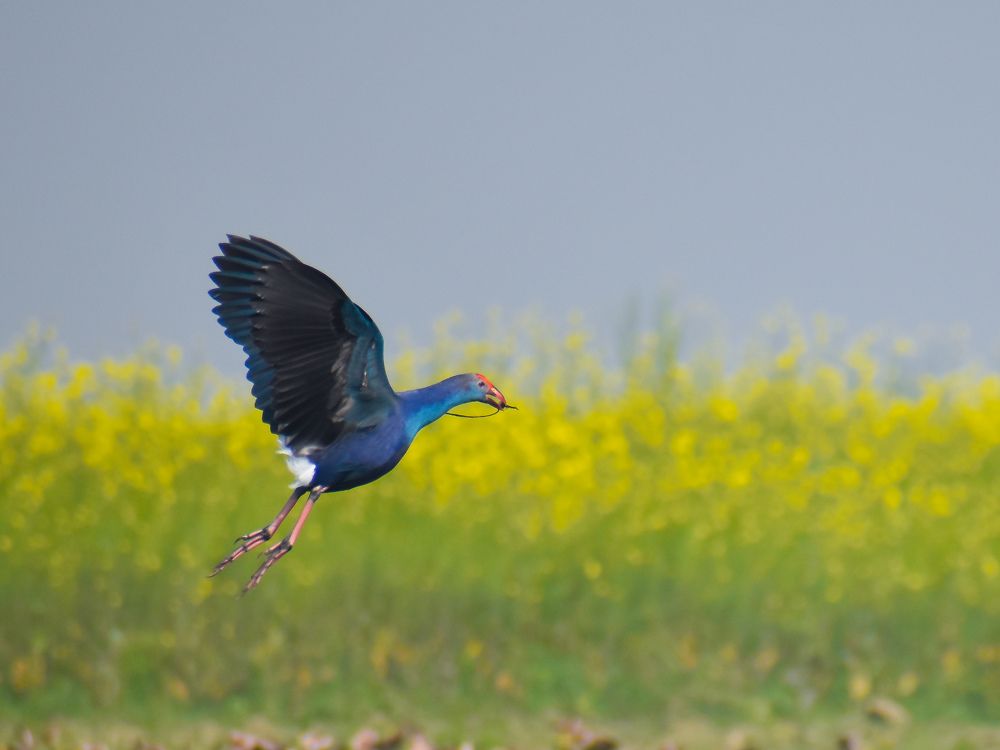 Photograph by Subhadeep Tunga