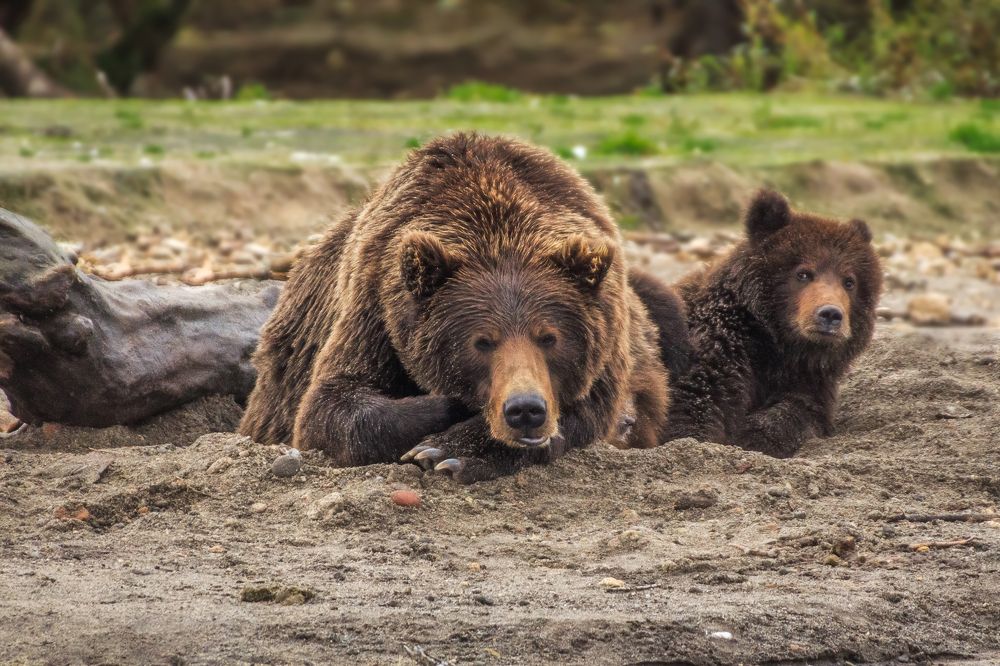 Под маминой защитой.