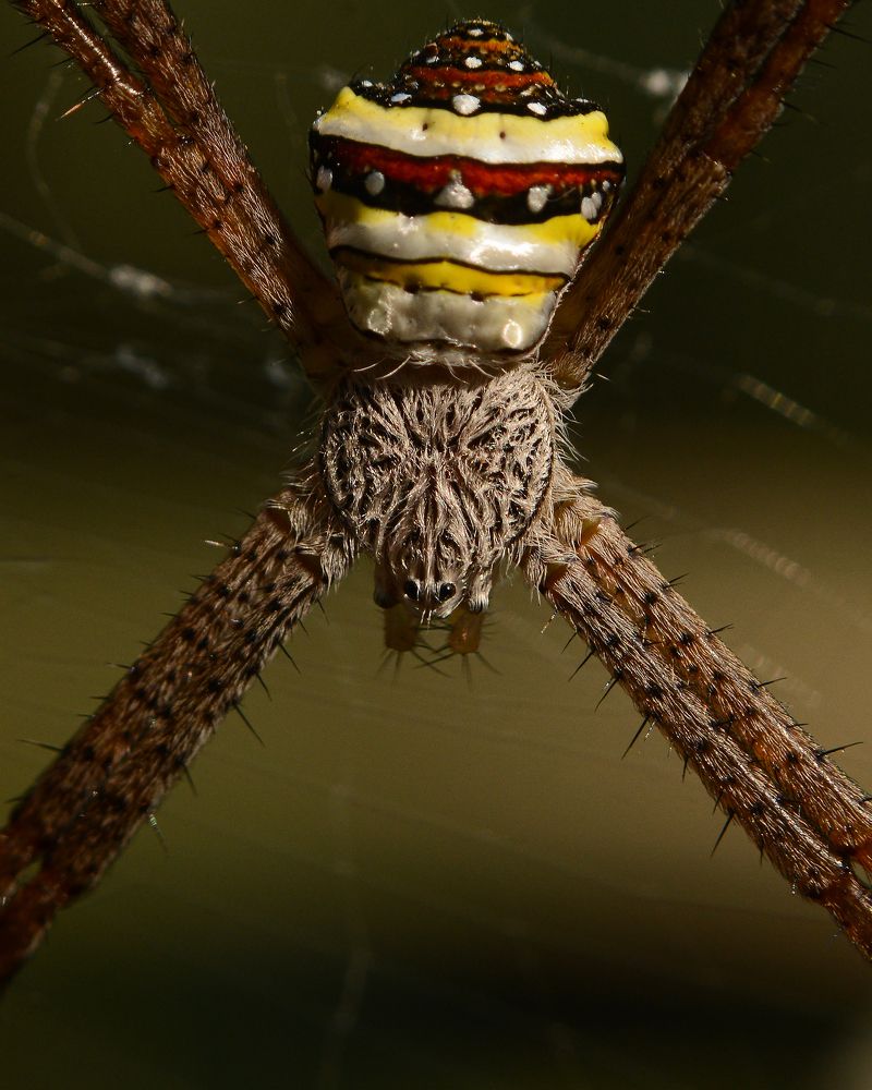 The Little signature