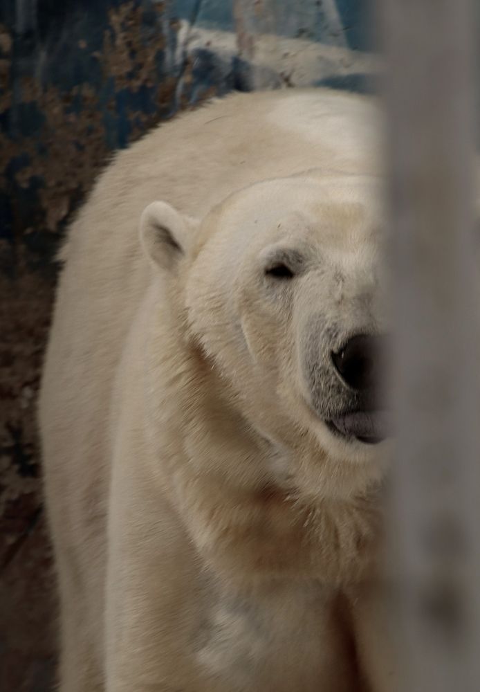 Photograph by Гуляева Светлана