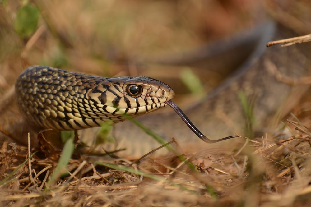 Photograph by Rohit Karekar