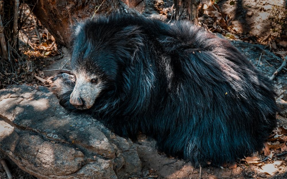 Himalayan black bear