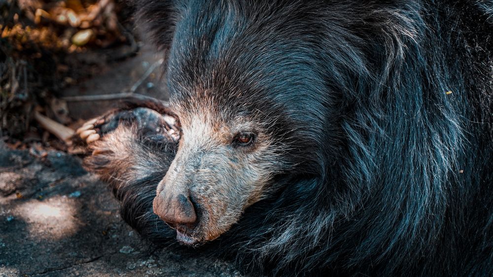 Black Bear