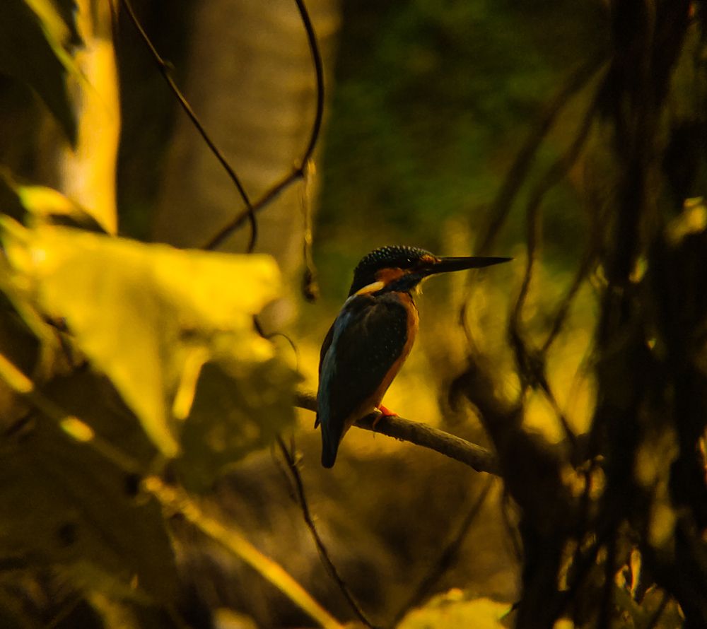 Kingfisher